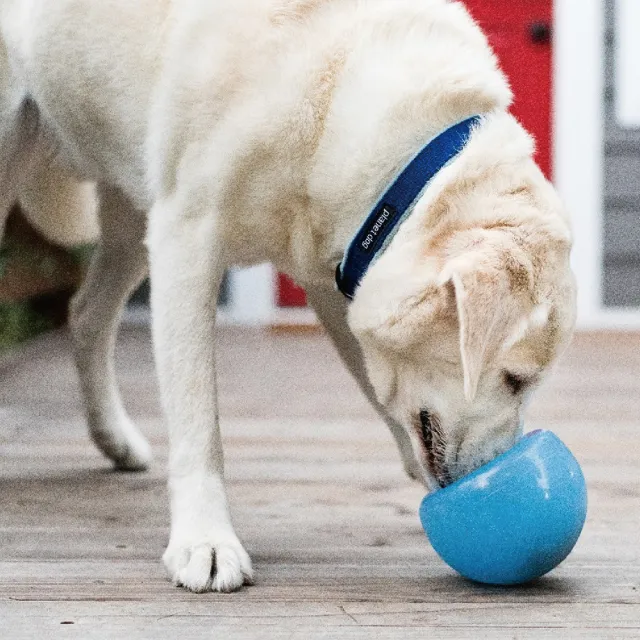 【Planet Dog】Snoop耐咬埋鼻缽 狗玩具 L（中型犬、大型犬適用）4色任選 藏食 益智 慢食 寵物玩具