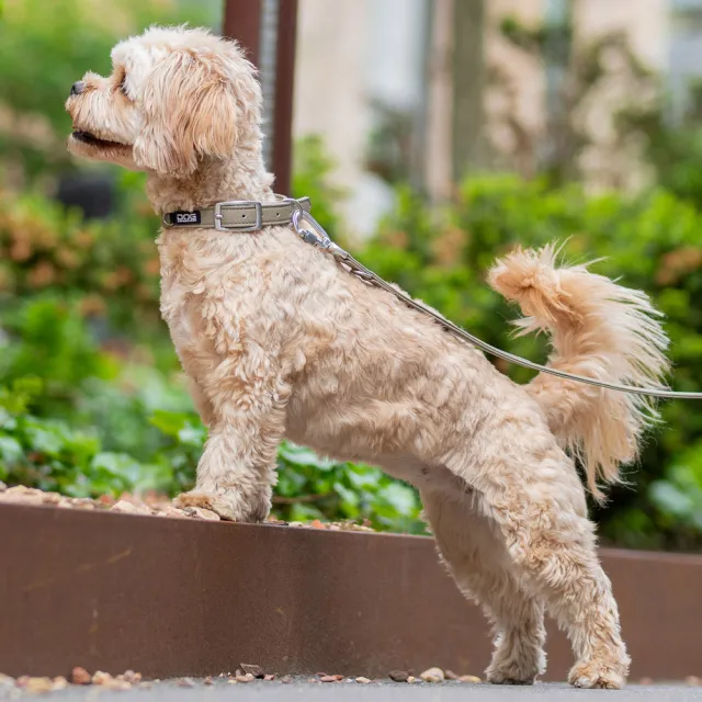 【DOG Copenhagen】丹麥犬Urban Classic Collar 防水寵物項圈-M/L(多色可選)