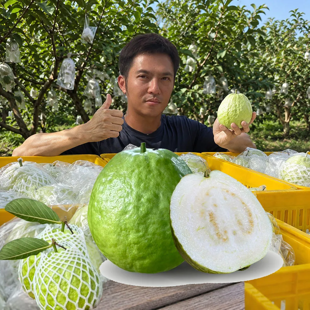 【初品果】各大媒體專訪 青農楊忠憲 牛奶珍珠芭樂禮盒8斤x2箱(大小粒數不限 冷藏宅配 屏東產地直送)