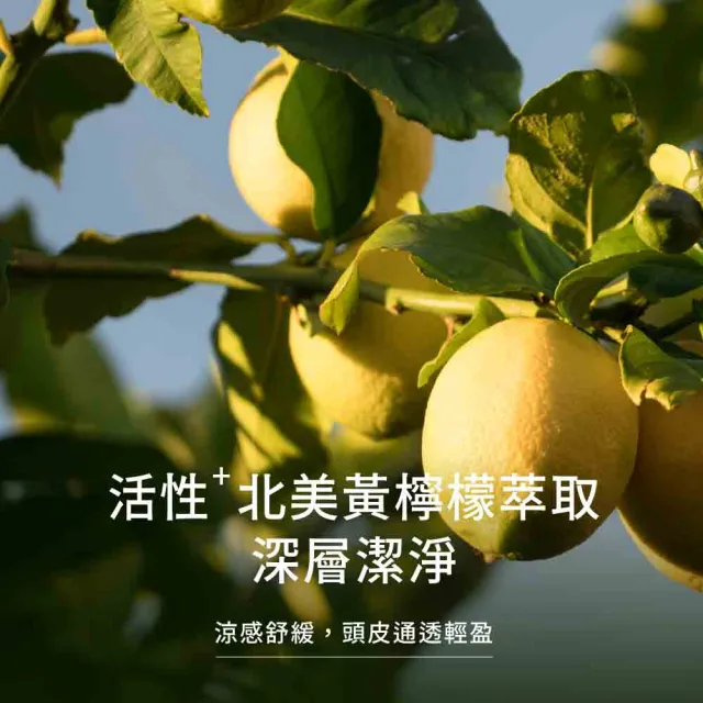 【greenvines 綠藤生機】經典方瓶升級★蜂膠Plus頭皮淨化洗髮精350ml (2入組/蜂膠加量/抗菌除異味)