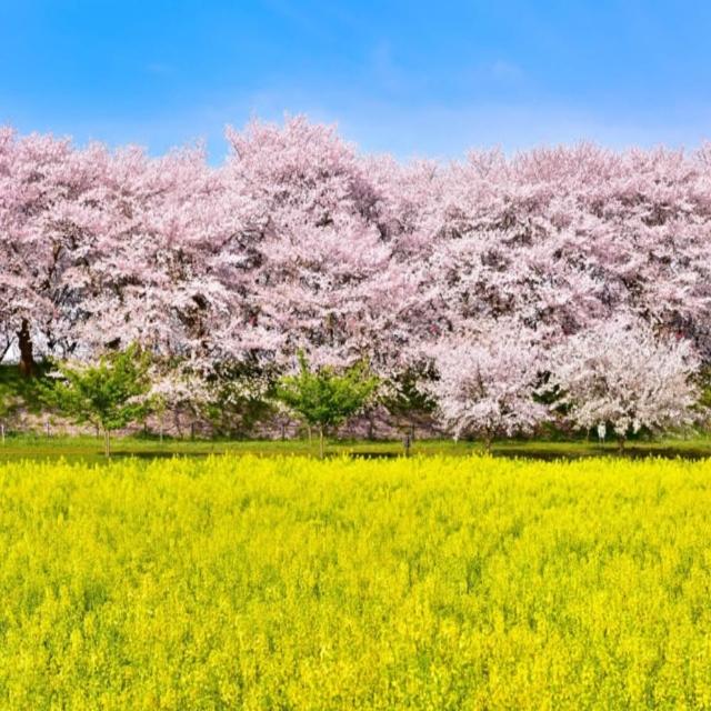 【喜鴻假期】★高雄出發．東京櫻花迪士尼５日★赤城千本櫻、權現堂雙色花海、佐原遊船、川越冰川神社