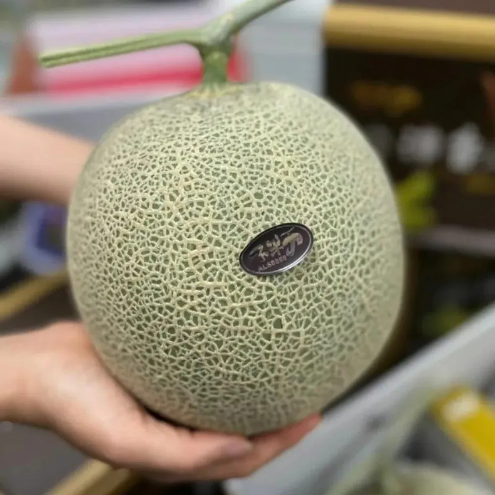 【RealShop】日本頂級品種 阿露斯哈密瓜1.6kg±10%x1盒(單顆裝禮盒 水果禮盒)