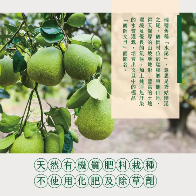 【初品果】海伯 花蓮鶴岡 外銷精品老欉文旦10斤10-14顆x2箱 (小果 中秋禮盒企業採購 送禮)