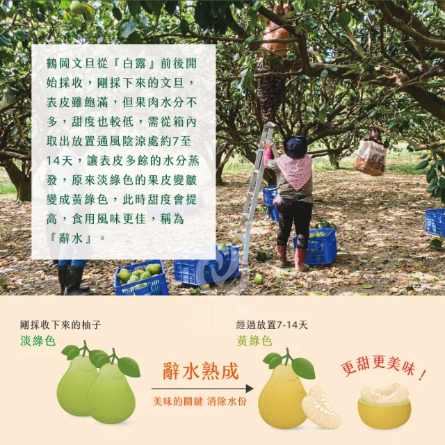 【初品果】花蓮鶴岡海伯精品老欉文旦禮盒10斤10-14顆x1箱(小果_中秋禮盒_好友揪團_企業送禮)
