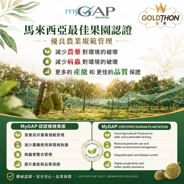 【Gold Thon】馬來西亞老樹貓山王榴槤果肉400克x2盒(真空貼體盒裝  清真認證)