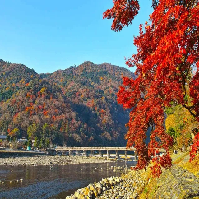 【喜鴻假期】★京楓漫旅５日★京都賞楓-清水寺、和服體驗、合掌村、金閣寺、勝尾寺、錦市場、螃蟹吃到飽