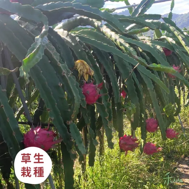 【禾ME】特大紅肉火龍果5斤1盒(約5-6顆)雙十一組合