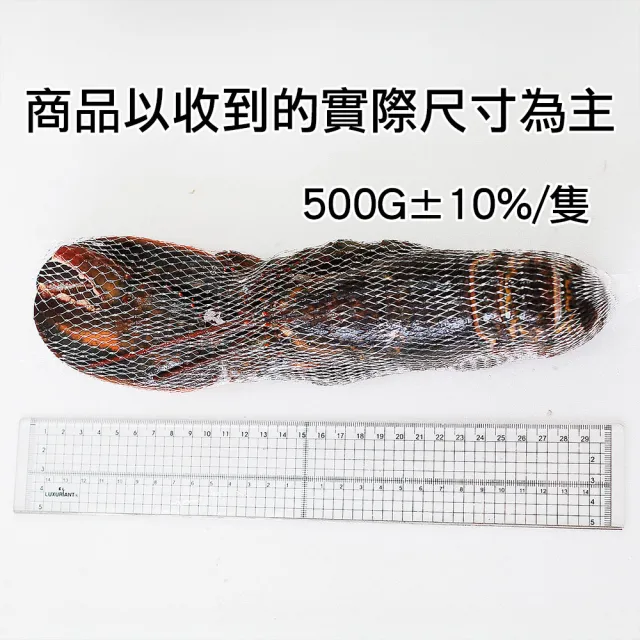 【優鮮配】高壓波士頓龍蝦 500GX2尾/UHP黑盒/波龍第一品牌/HPP高壓殺菌 /蝦肉不黏殼