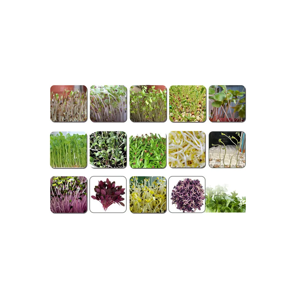 【蔬菜工坊】芽菜類種子系列-各包裝數量詳見內文及圖片說明(苜蓿芽 蘿蔔嬰 青花椰菜芽 小麥草)