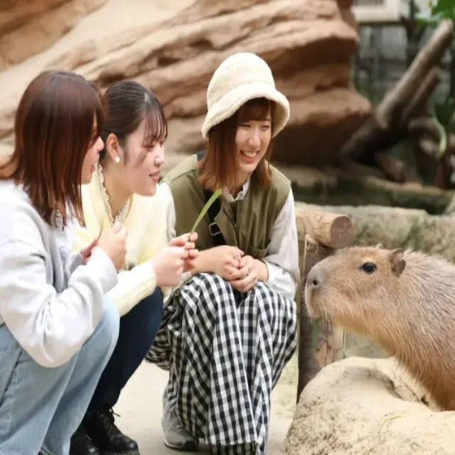 【喜鴻假期】★高雄出發．關西絕景５日★天橋立、伊根舟屋、京都嵐山、神戶動物王國、和歌山電鐵