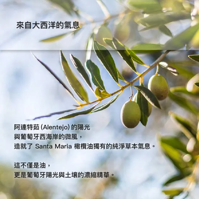 葡萄牙 Santa Maria 特級初榨橄欖油 1000mlx3 (玻璃裝)