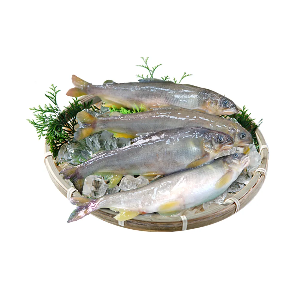 【築地一番鮮】宜蘭｜帶卵母香魚3盒｜11-18尾裝/920g/盒