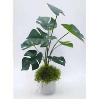 【HUGO DECO 榆果傢飾】擬真龜背芋 電信蘭香氛植栽 高款(擬真植物/人造盆栽/綠化/佈置/禮物)