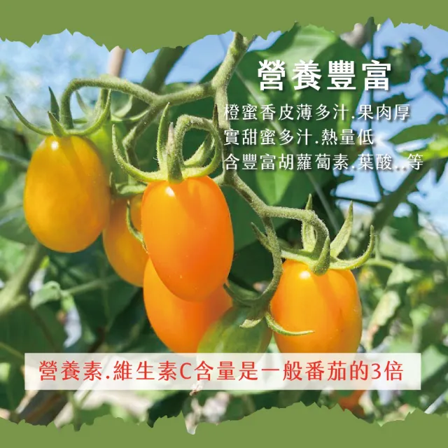 【初品果】高雄美濃達哥橙蜜香小番茄禮盒4斤x1盒(含箱重_送禮/禮盒/水果禮盒)