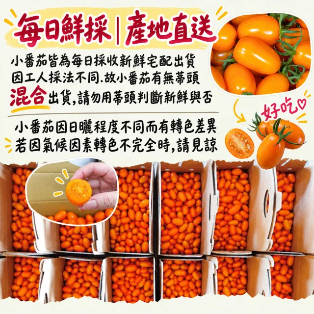 【初品果】高雄美濃達哥橙蜜香小番茄禮盒3斤x8盒(送禮/禮盒/水果禮盒_春節禮盒_產銷履歷_季節限定)
