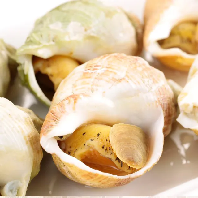 【華得水產】特大野生海鳳螺2包組(500g/包)