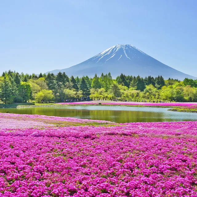 【喜鴻假期】★高雄出發．花見黑部立山雪牆５日★白川鄉合掌村、足利紫藤花、常陸海濱粉蝶花、高山老街