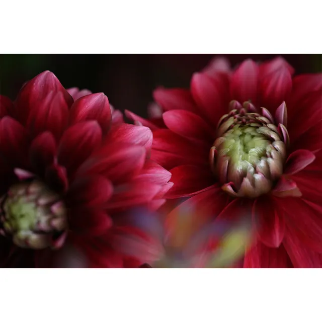【Nikon 尼康】NIKKOR Z 24-120mm F4 S (公司貨) 廣角變焦鏡 旅遊鏡 全片幅無反微單眼鏡頭