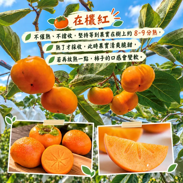 【初品果】達觀部落余大哥9A高山甜柿特大顆12顆禮盒x1箱(350g/顆 中秋禮盒_產地直送)