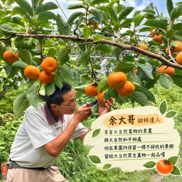【初品果】達觀部落余大哥9A高山甜柿特大顆12顆禮盒x1箱(350g/顆 中秋禮盒_產地直送)