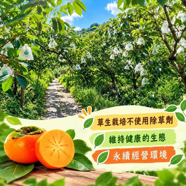 【初品果】達觀部落余大哥8A高山甜柿大禮盒12顆x2箱(每顆300g±10%_年節禮盒_產地直送)