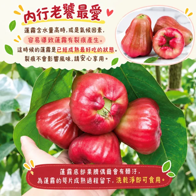 【初品果】屏東枋寮黑珍珠蓮霧禮盒3斤x2盒(季節限定_年節禮盒_產地直送)
