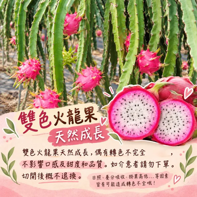 【初品果】南投夢幻雙色火龍果6斤5-7顆x2盒(雙色冰淇淋_季節限定_鮮採直送)