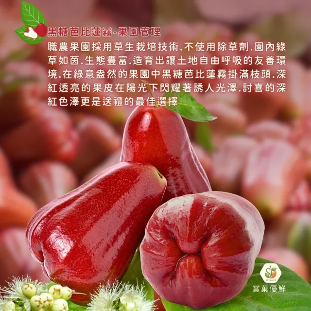 【賞菓優鮮】六龜荖濃溪畔黑糖芭比蓮霧精美小果禮盒1盒(14-16粒/2.5斤)(蓮霧界LV美譽_產地現採直送)