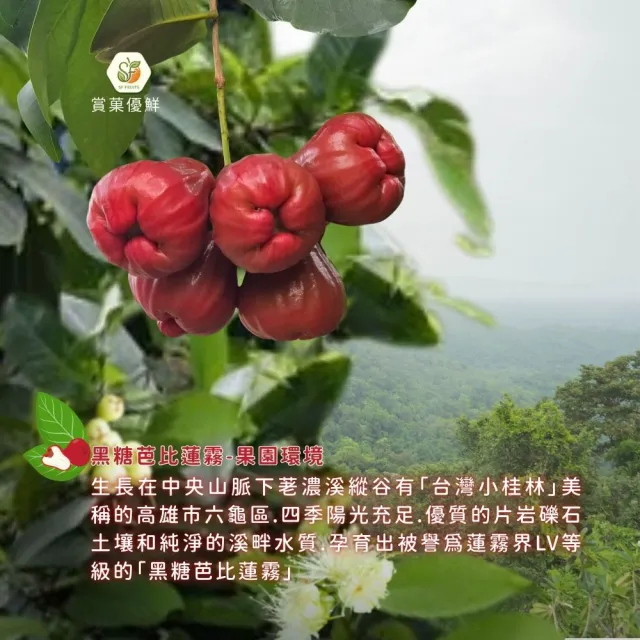 【賞菓優鮮】六龜荖濃溪畔黑糖芭比蓮霧精美小果禮盒2盒(14-16粒/2.5斤X2盒)(蓮霧界LV美譽_產地現採直送)