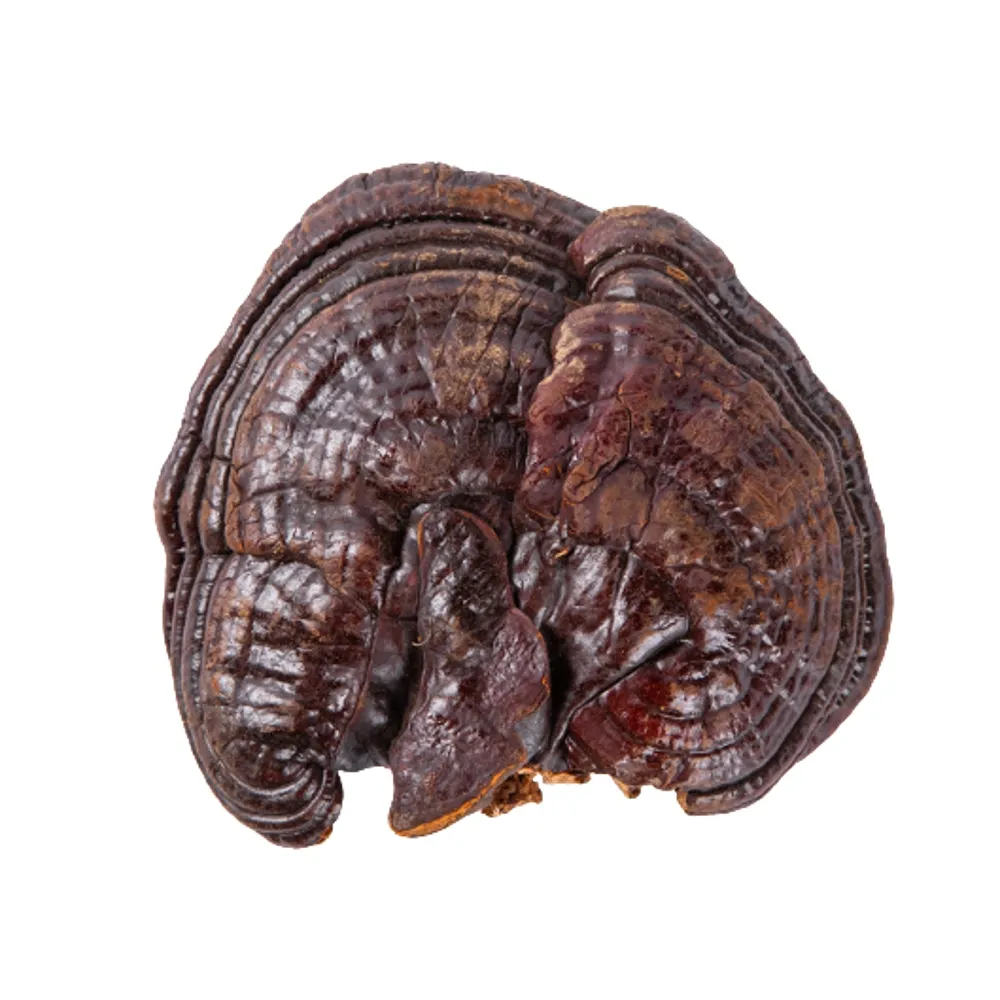 【亞源泉】特級野生紫靈芝500g 2包(贈亞源泉系列商品2包)