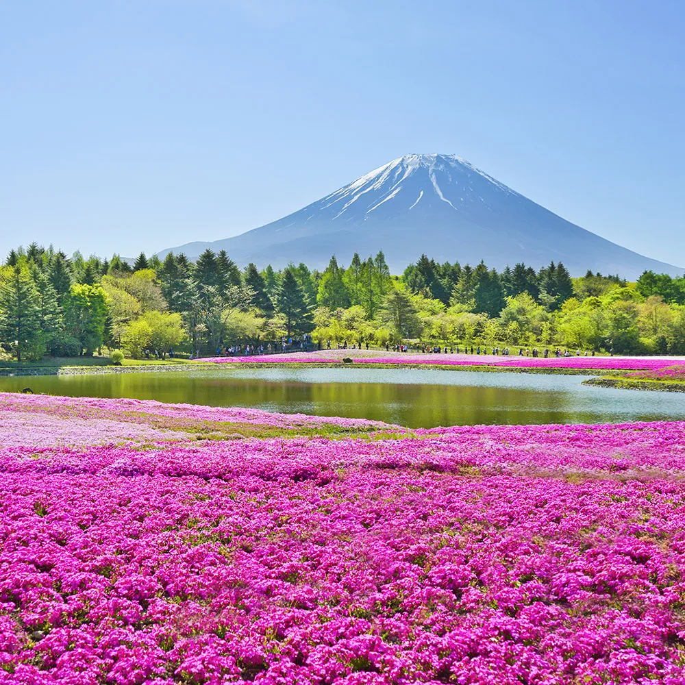 【喜鴻假期】★高雄出發．花見黑部立山雪牆５日★白川鄉合掌村、足利紫藤花、常陸海濱粉蝶花、高山老街